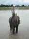 Nepal '07: Chitwan, bagno con elefante