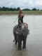 Nepal '07: Chitwan, bagno con elefante