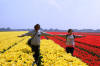 Paesi Bassi '14: Keukenhof